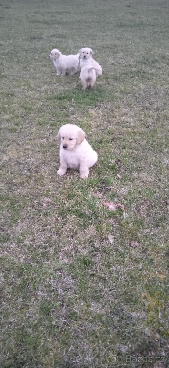 Zlatý retrívr - 11