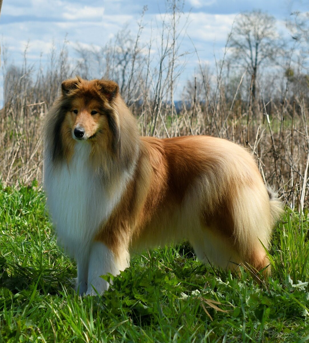 KOLIE DLOUHOSRSTA ZLATA - 11