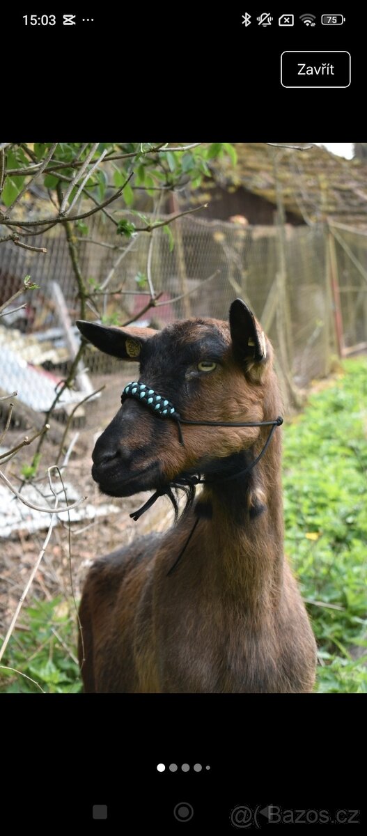 Ohlávka pro kozu/ovci - 11