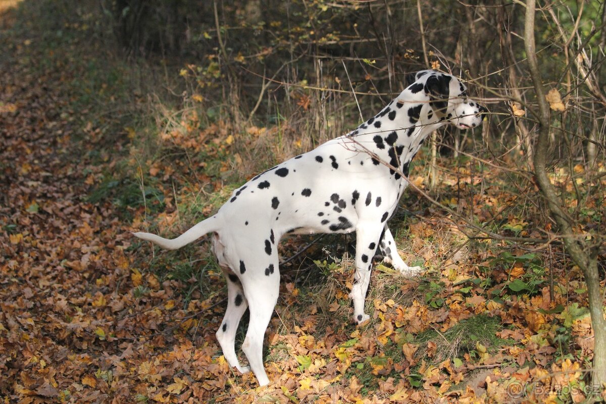 štěně DALMATINA - 11