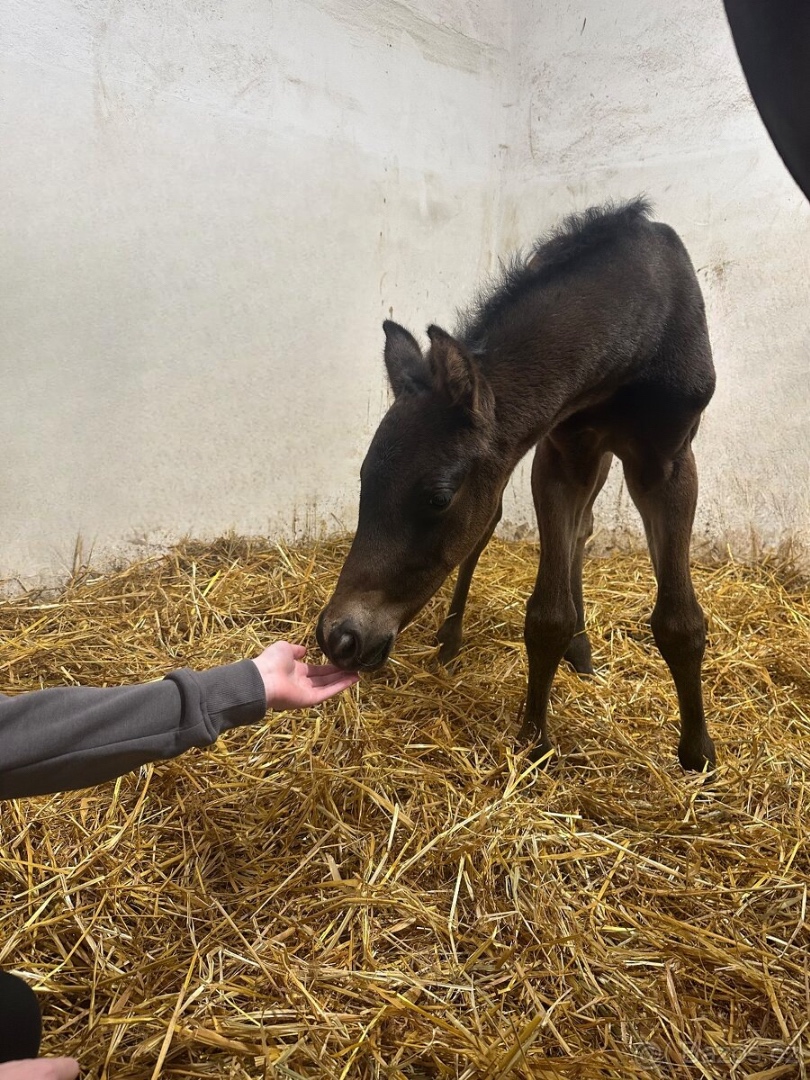Nadějný drezurní hřebeček po odstavu Toto Gold/Glamourdale - 11