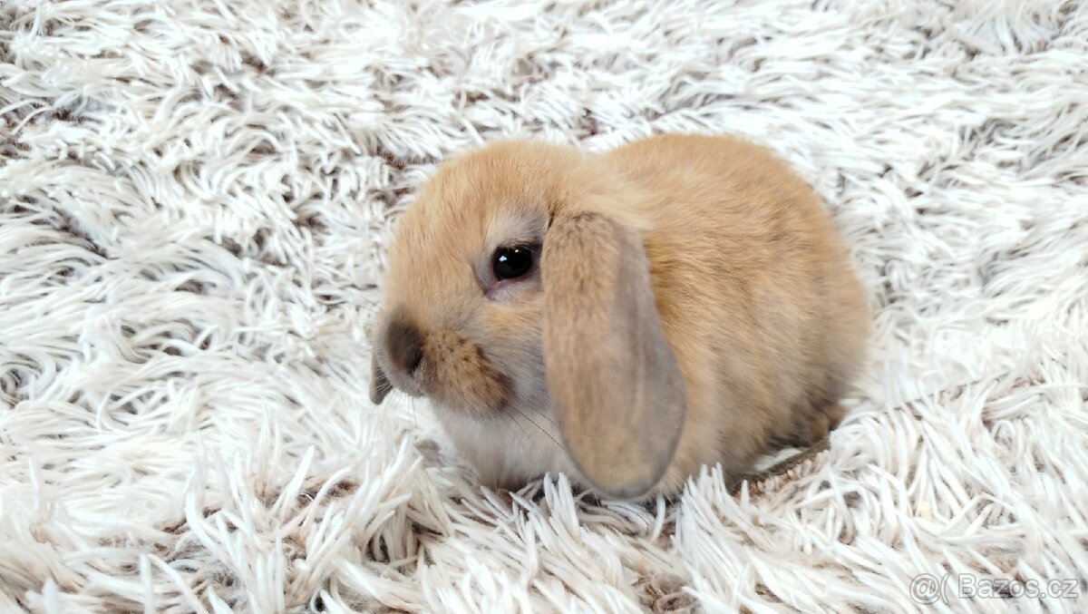 Zakrslý beránek, králíček, králík - JIJI - 11