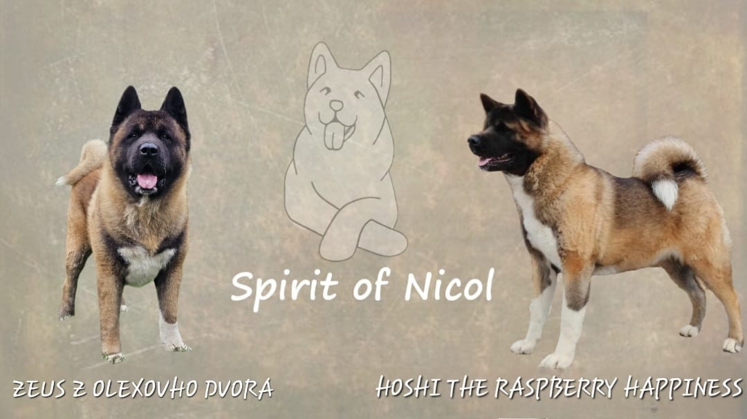 Americká akita s pp - 11