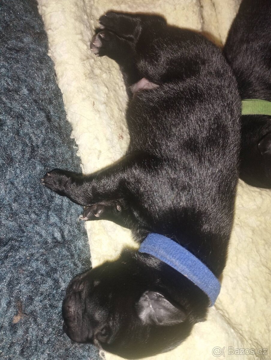 Belgický ovčák GROENENDAEL s PP - 11