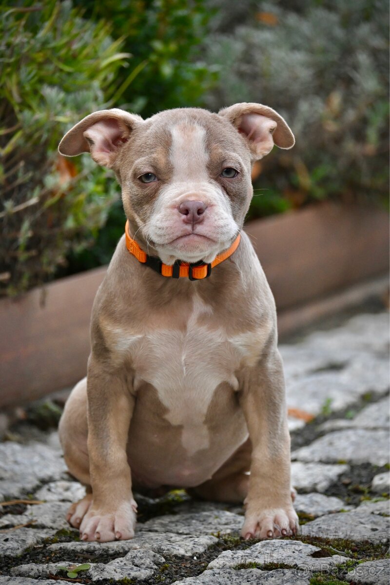 American Bully Standard – fenky k odběru ihned - 11