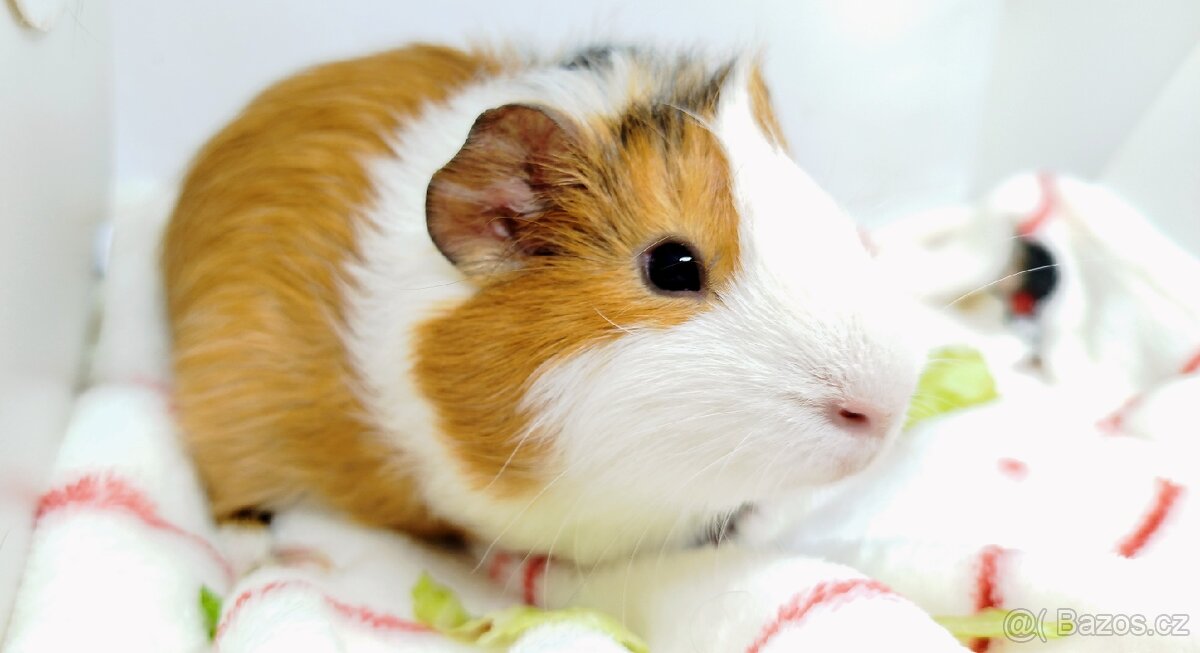 Morče, Morčata, Morčátko, Morčátka - KEVIN - 11