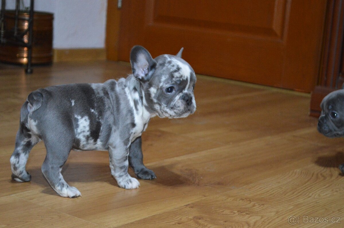 francouzsky buldocek - 11