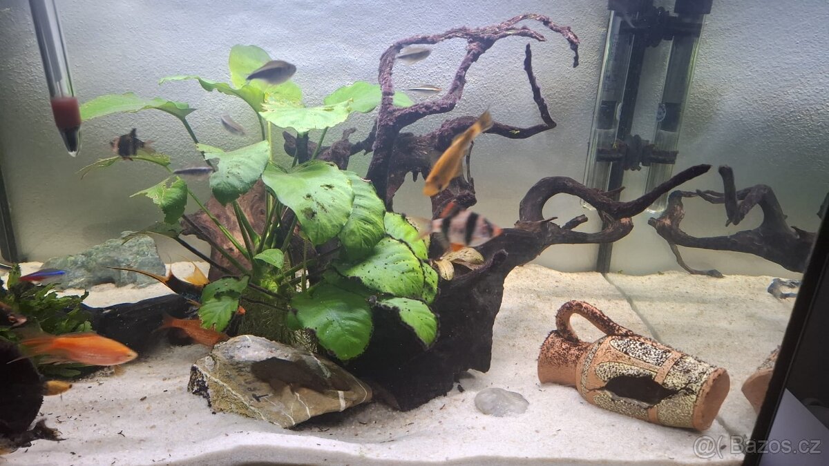 Komplet zaběhle akvarium. - 11