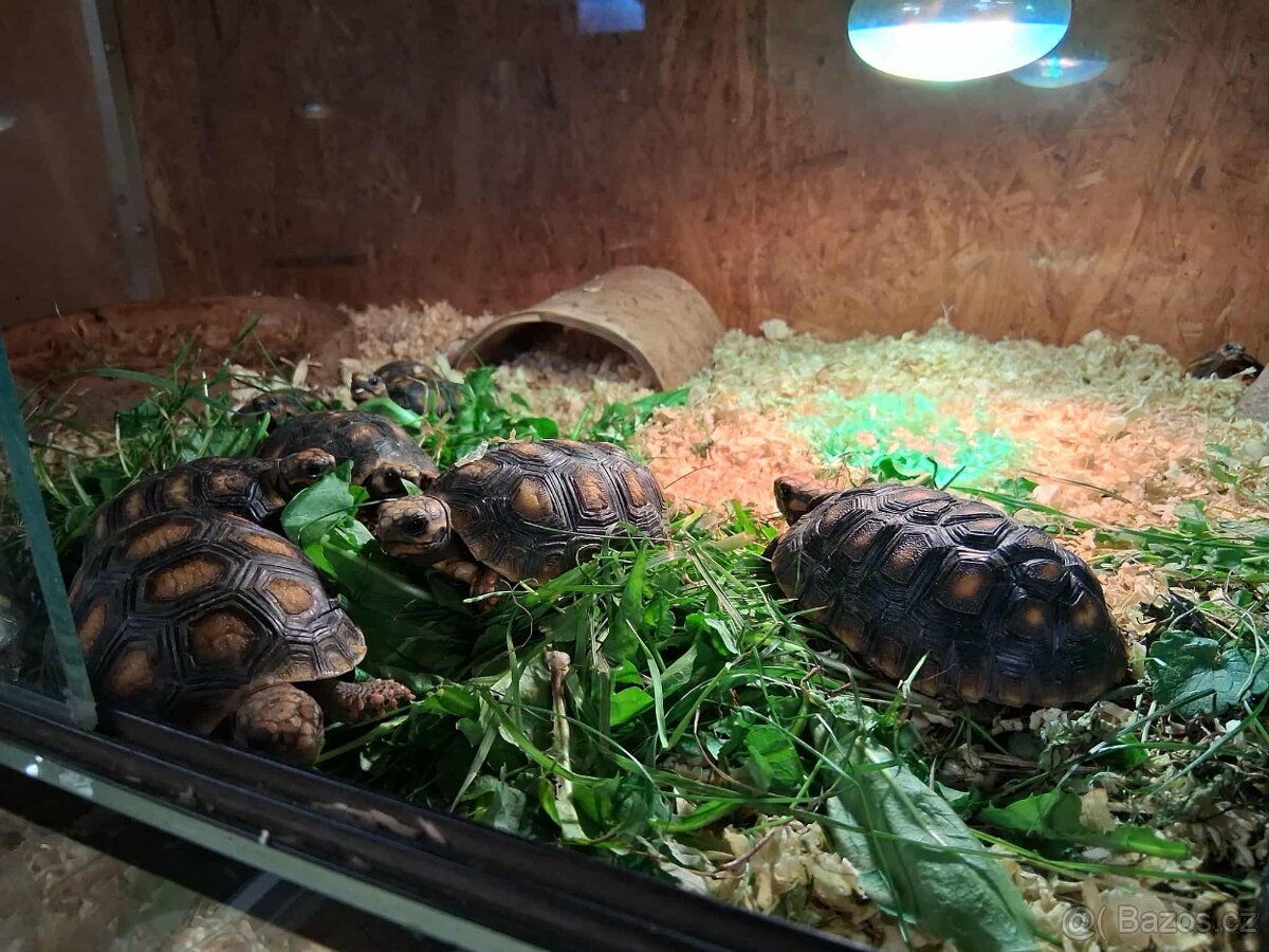 prodám mláďata želv + kompletní terárium - 11