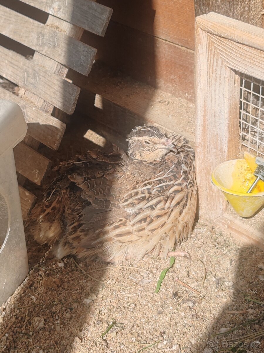 Násadová křepelčí vejce, vajíčka - 11