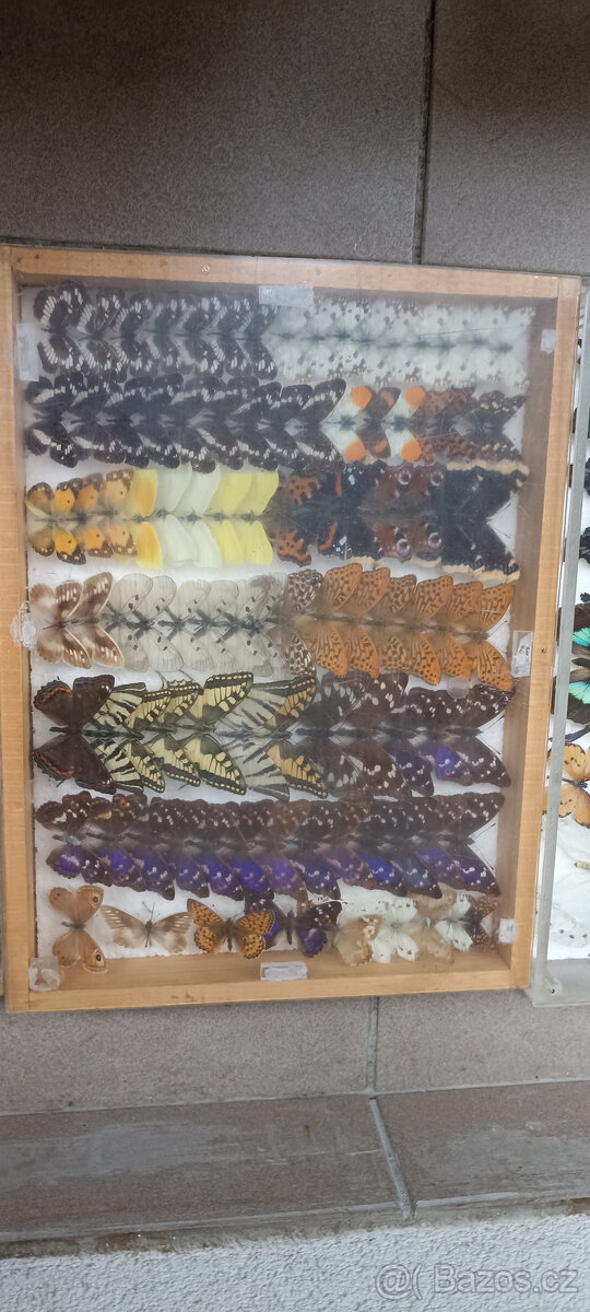 Prodám velikou sbírku motýlů - 11