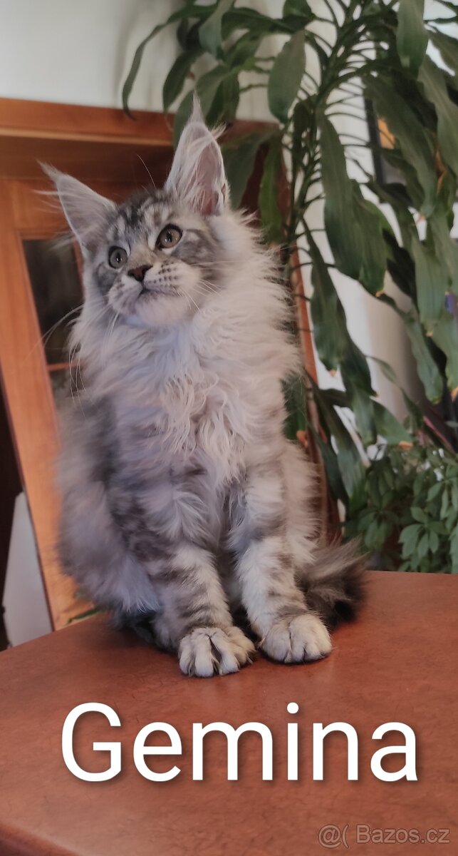 Mainská mývalí koťátka s PP - 11