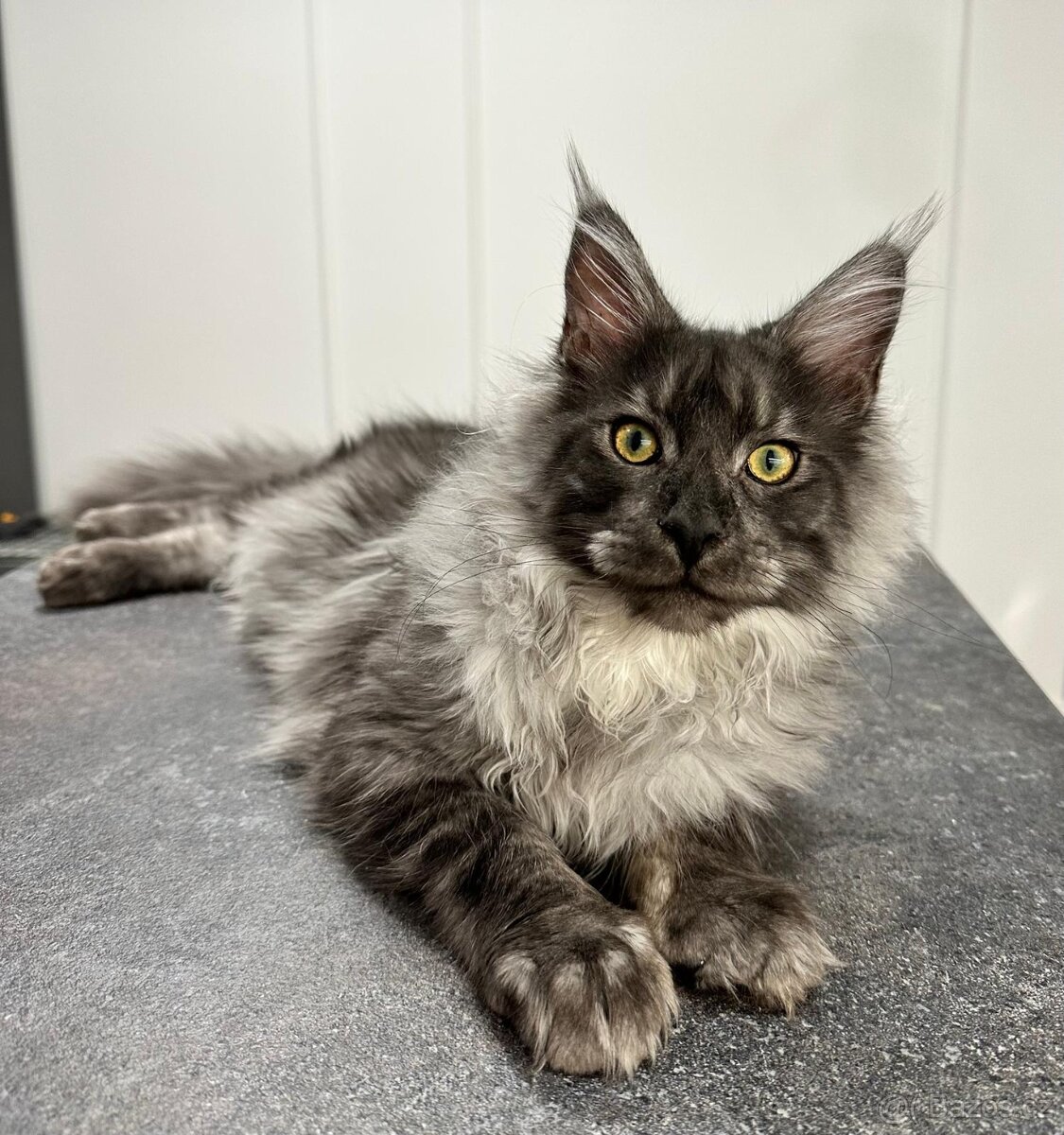 Maine coon, mainská mývalia s PP - kocúrik - 11