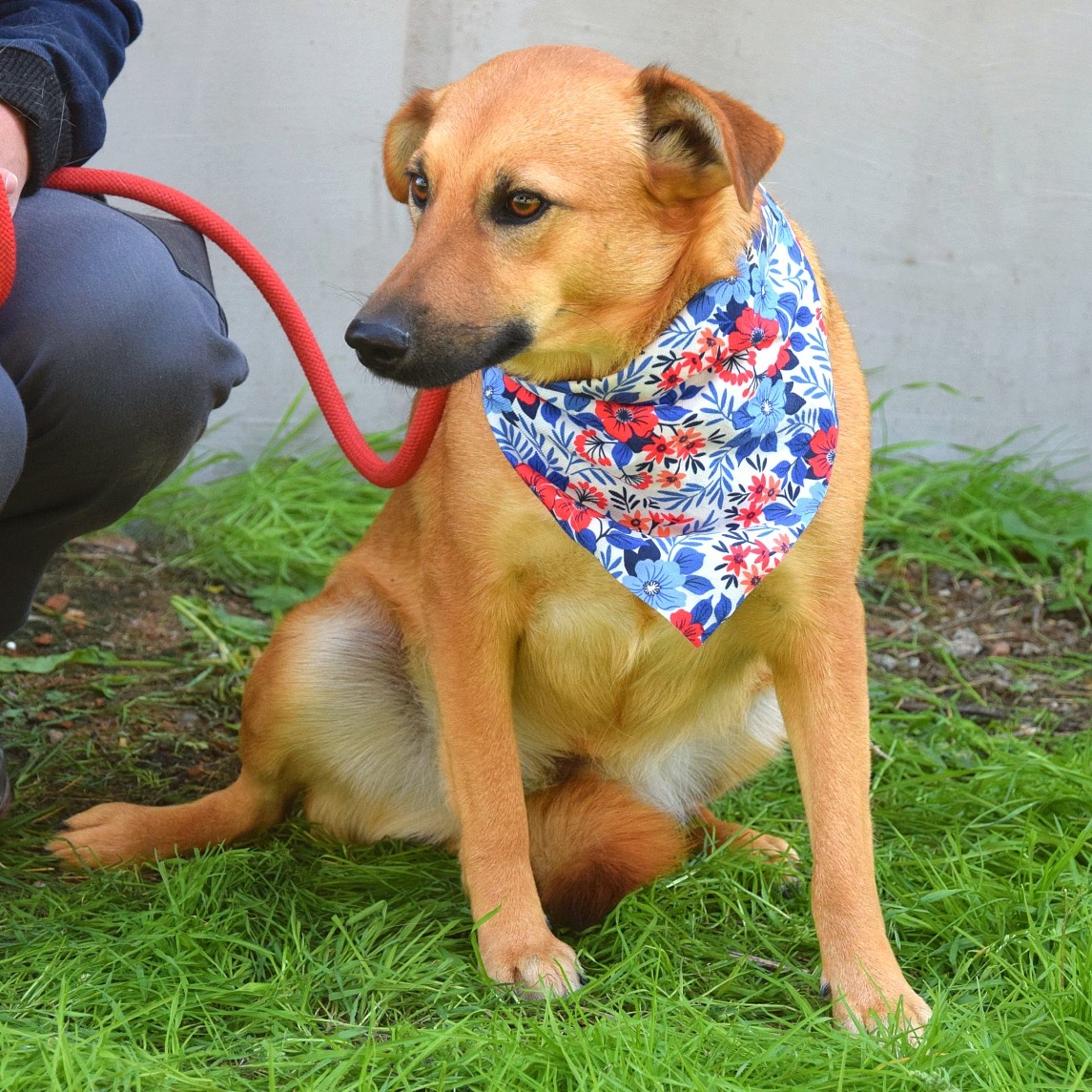 Bernarda – opatrná, citlivá fena, která potřebuje trpělivou - 11