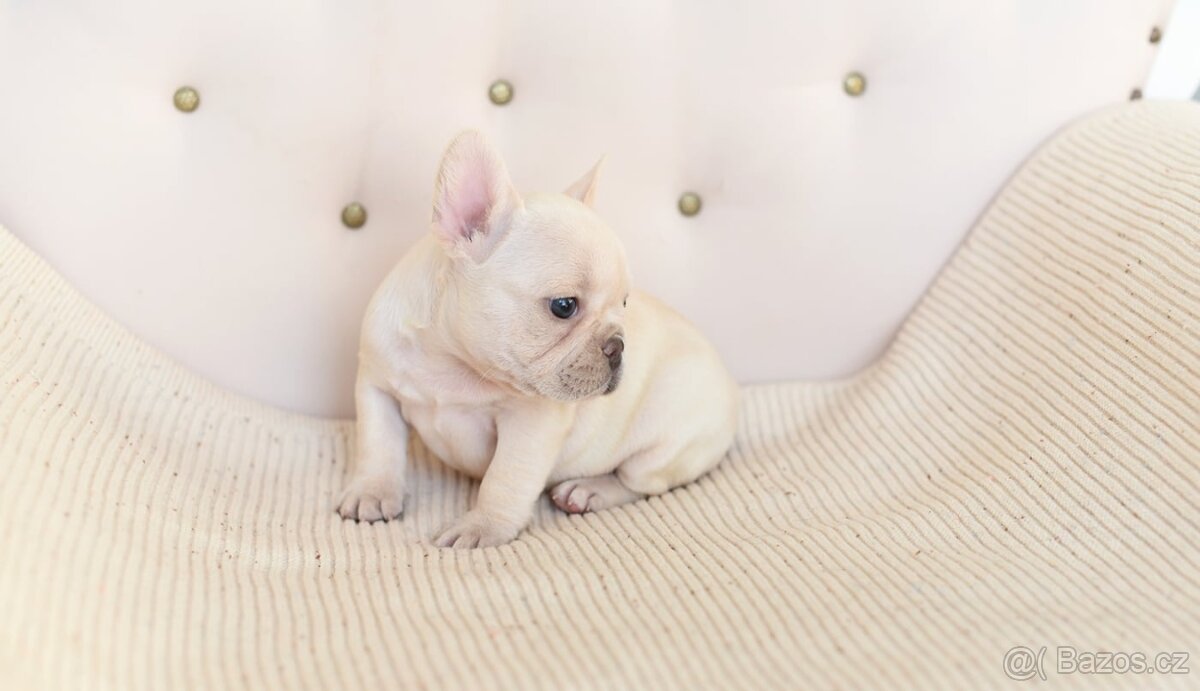 Francouzsky buldocek-ruzne barvy - 11