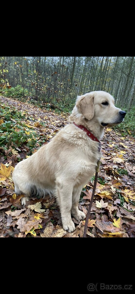 Štěňata Zlatý retrívr - 11