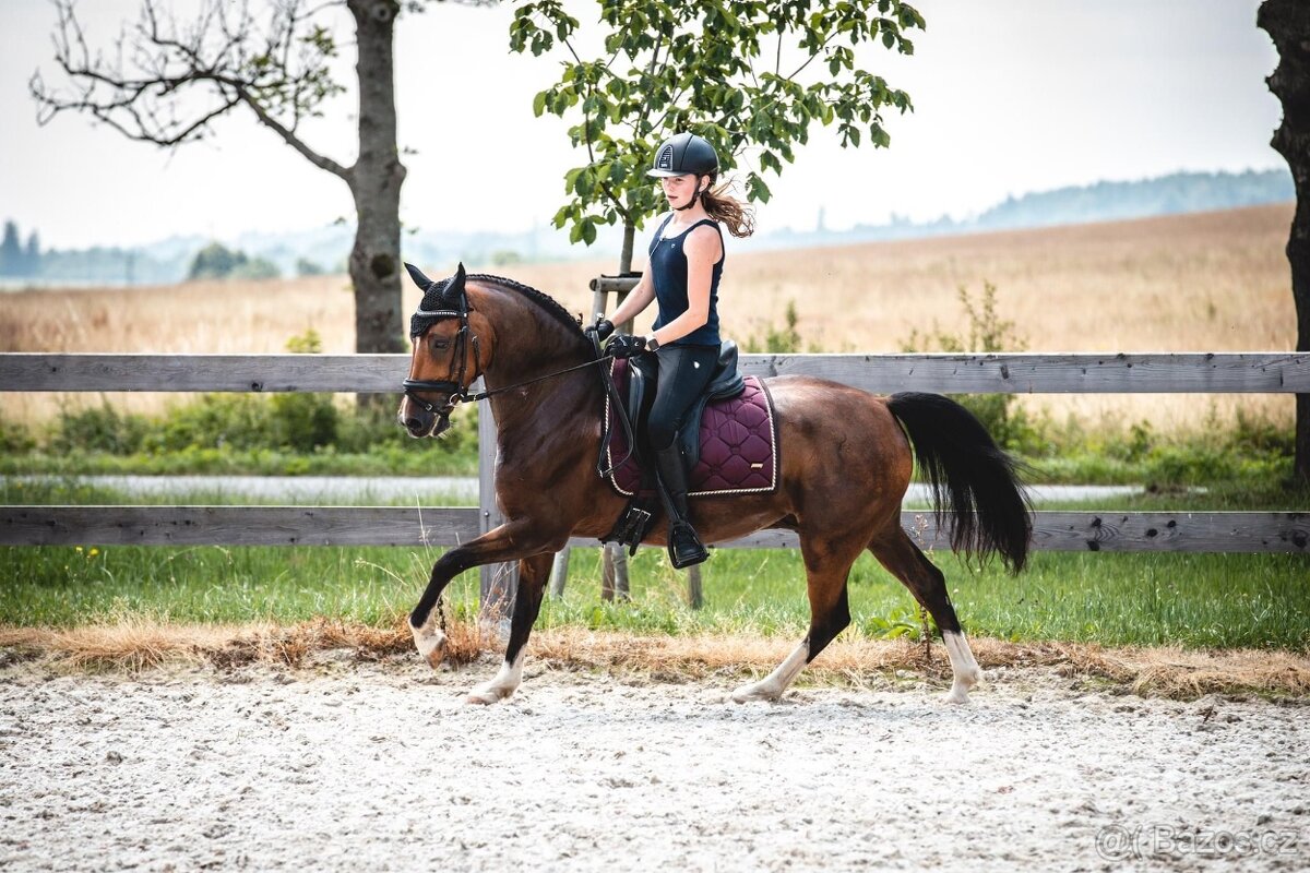 FEI Drezurní pony valach - 11