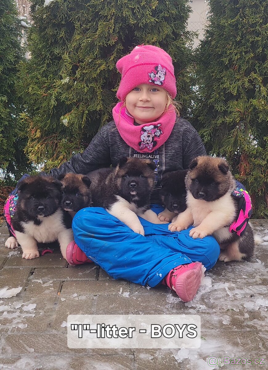 Americká akita s PP - 11