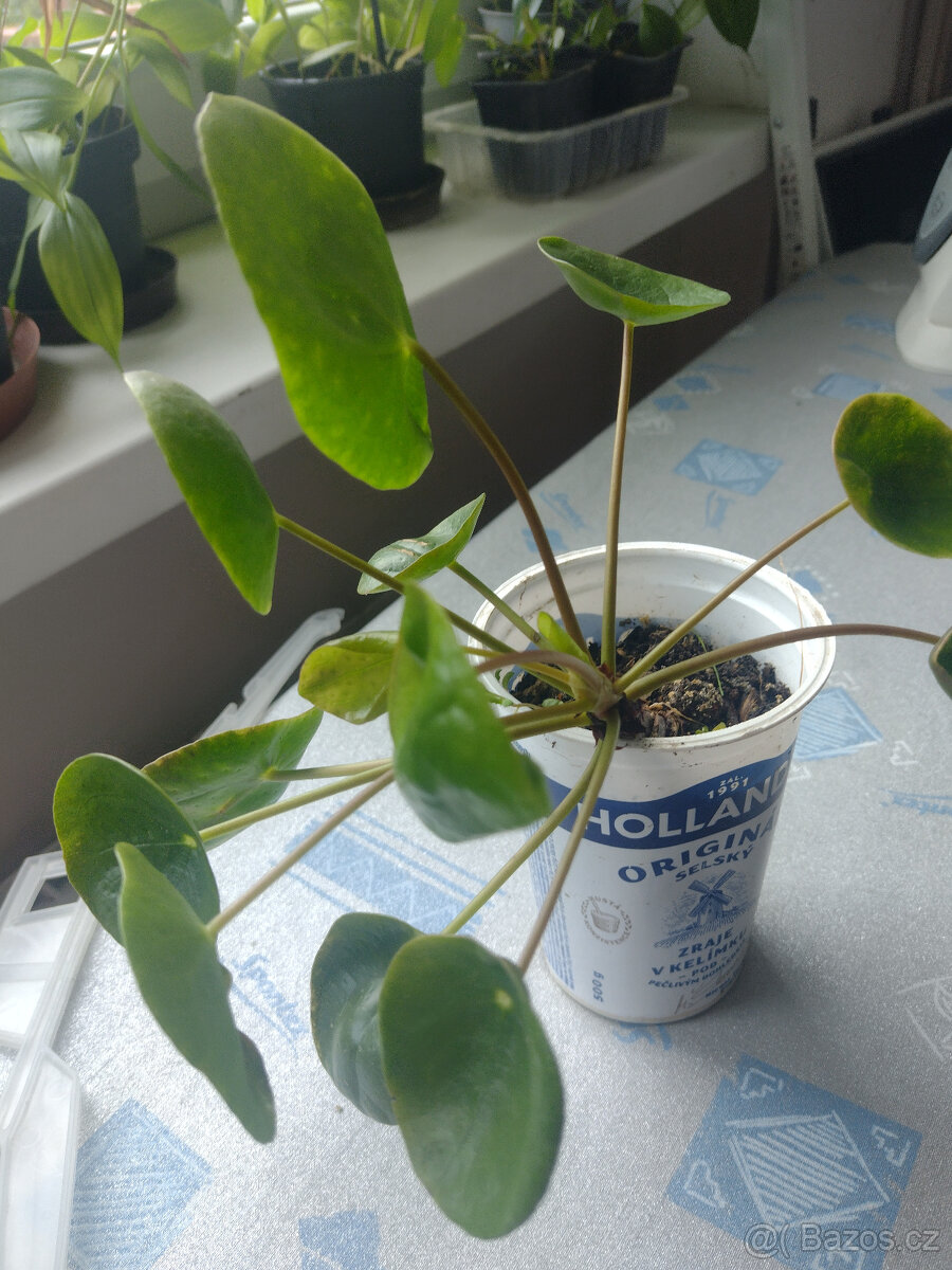 pokojové rostliny - 11