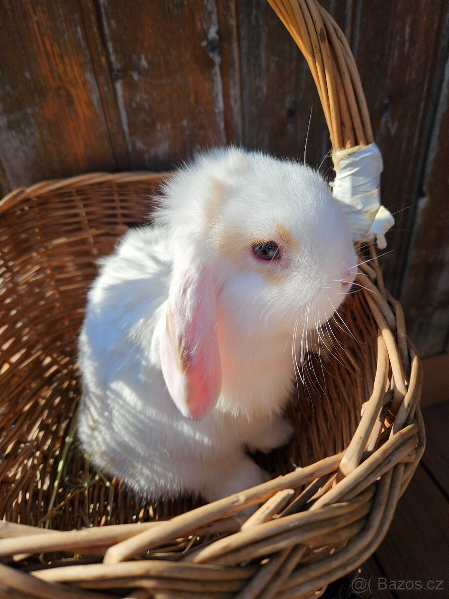 Zakrslý králík - 11