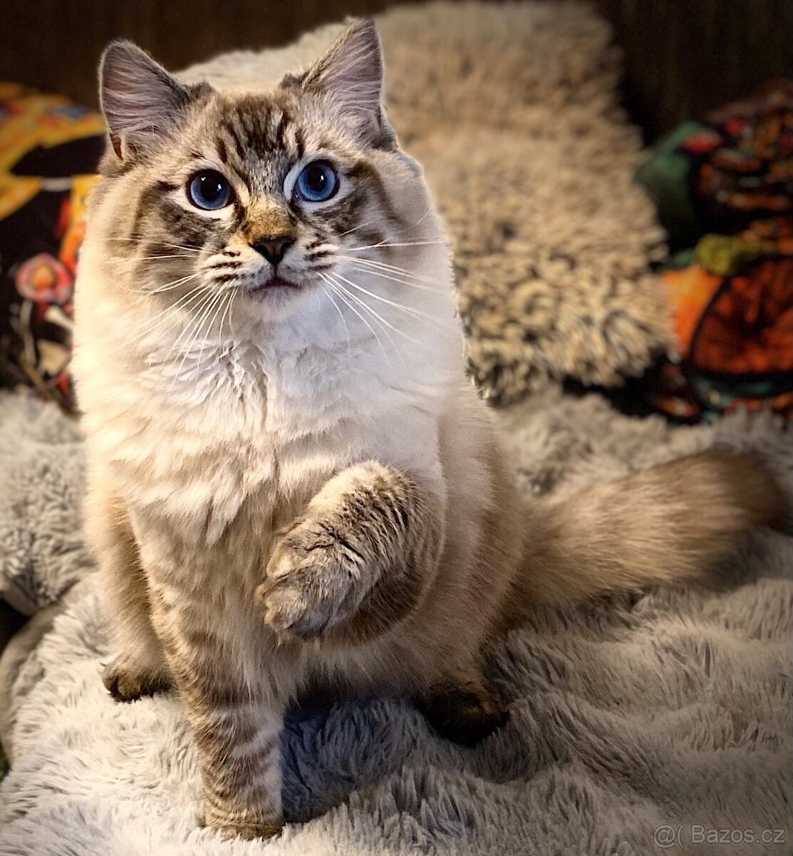 Ragdoll koťátka s PP FIFe - 11