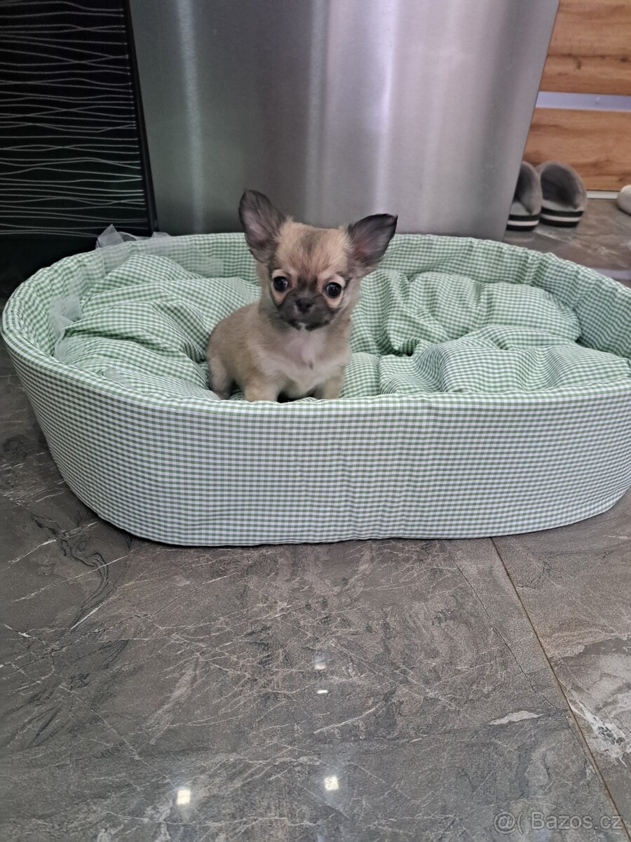 Čivava štěňátka kluci - 11