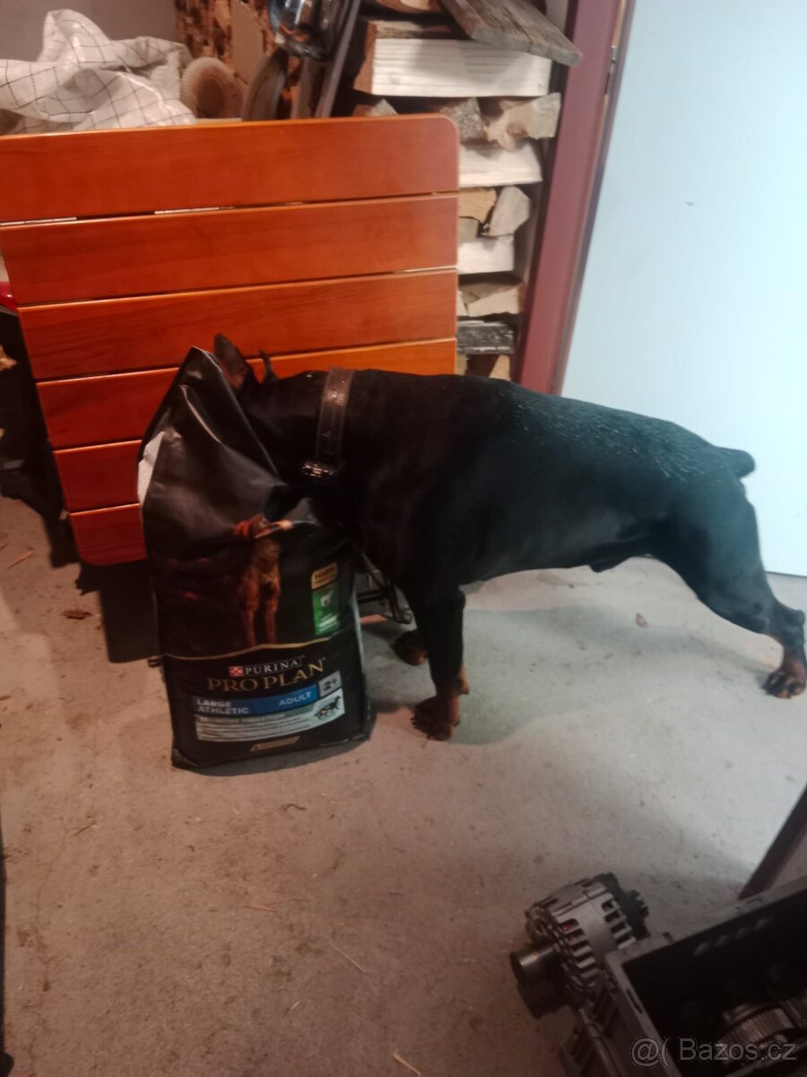 Krytí pes Dobrman - 11