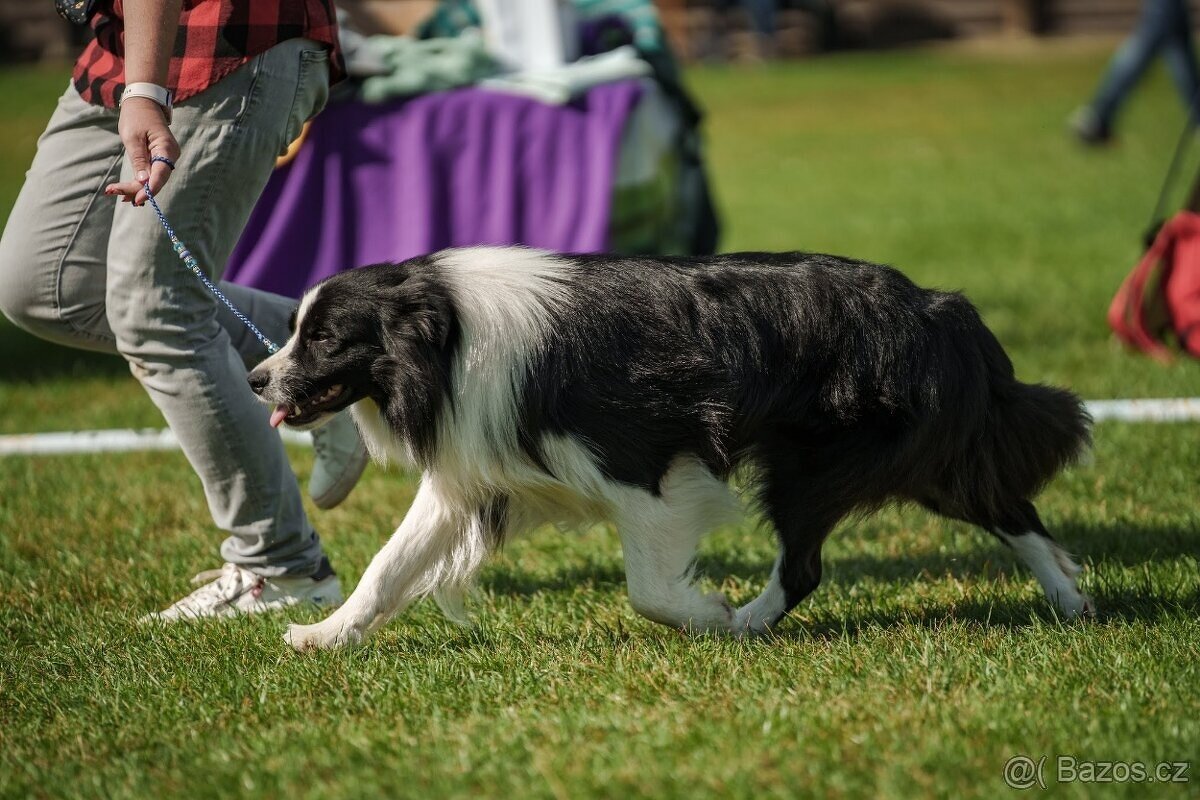 Border kolie s PP - 11