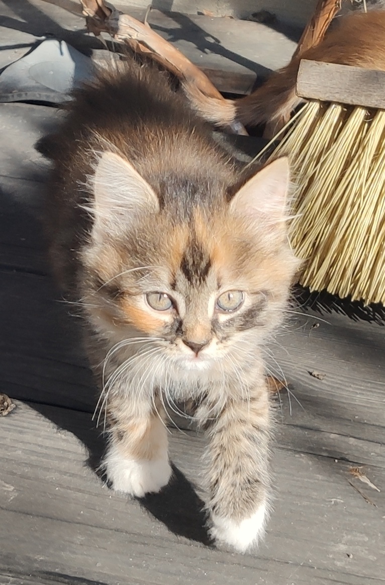 Mainská mývalí koťata - 11