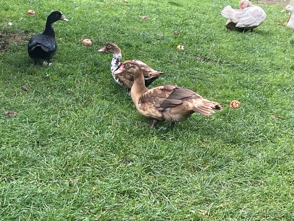 PRODÁM MLADÉ PIŽMOVKY VELKÉ KRÁSNÝCH BAREV - 11