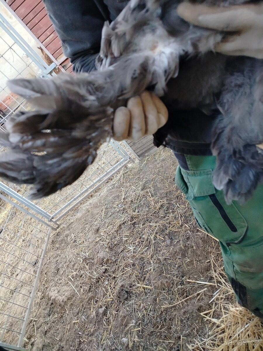 Prodám brahamku velkou - 11