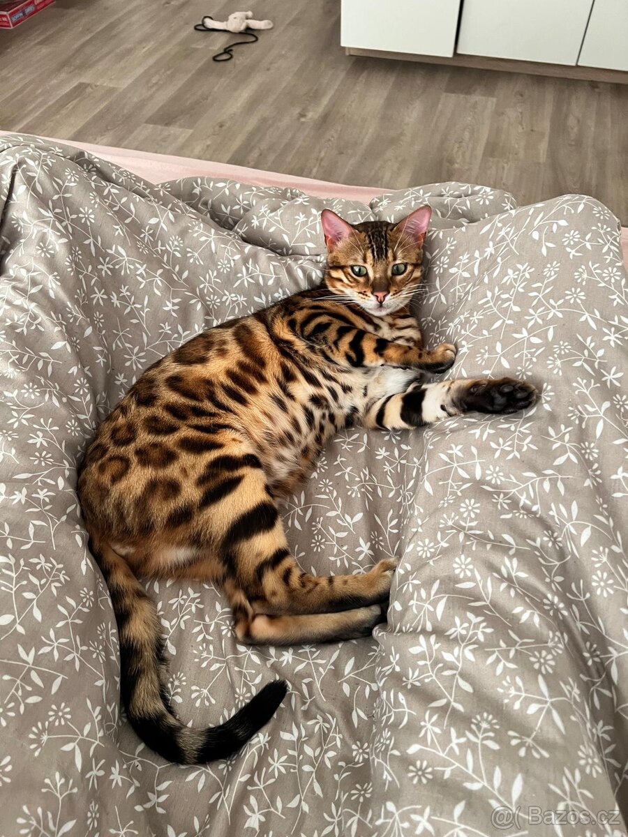 Bengálské kotě - 11