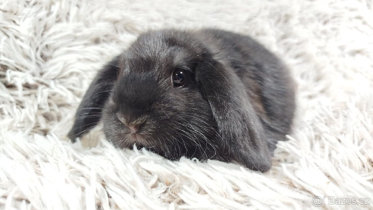 Zakrslý beránek, králíček, králík - BRUNO - 11