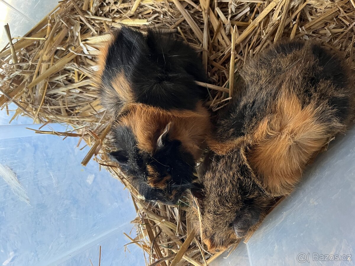 Morčata Ostrava 200,- - 11