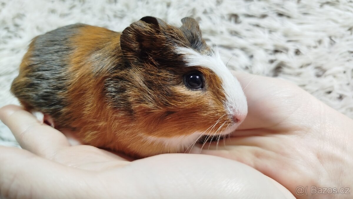 Morče, Morčata, Morčátko Morčátka - JACOB A JAMES - 11