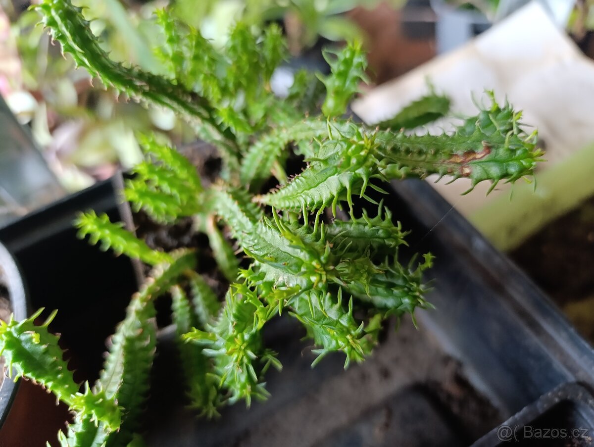 POKOJOVÉ KYTKY - 11