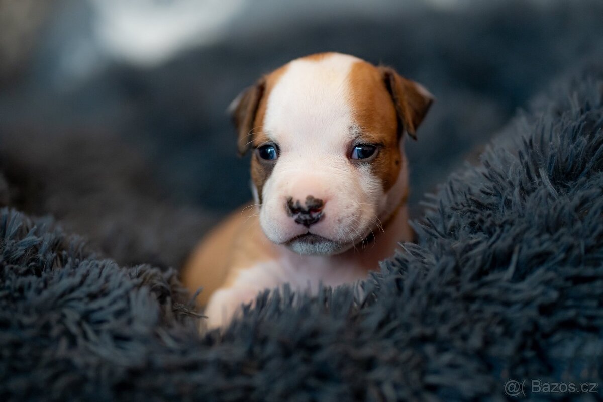 Americký stafordširský teriér s PP - 11