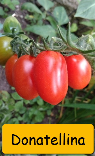 Semínka rajčata tyčkové - různé druhy - 11