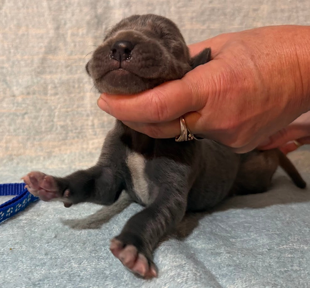 Německá doga modrá s PP - 11