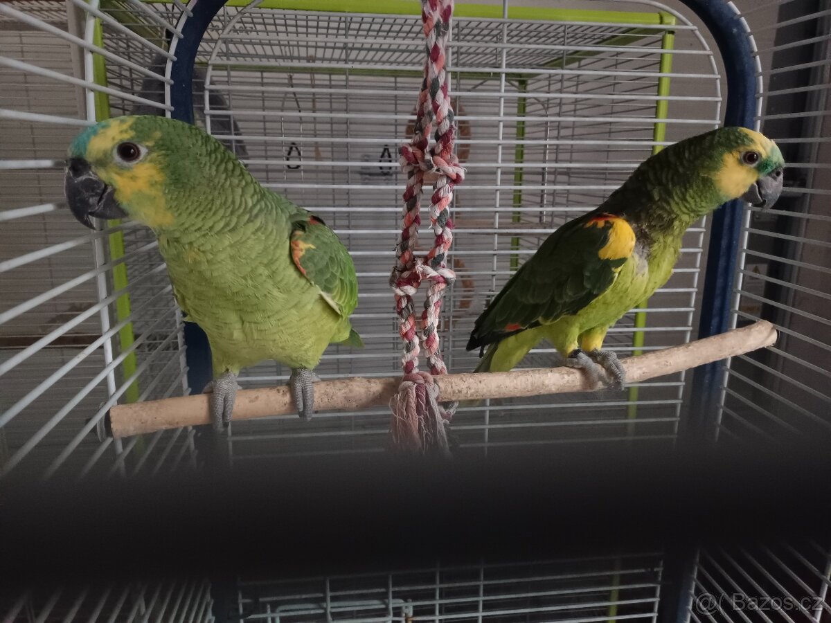 Amazoňan modročelý - 11