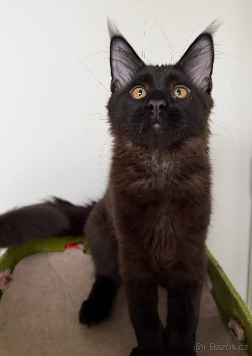 Mainská mývalí koťátka s PP - 11