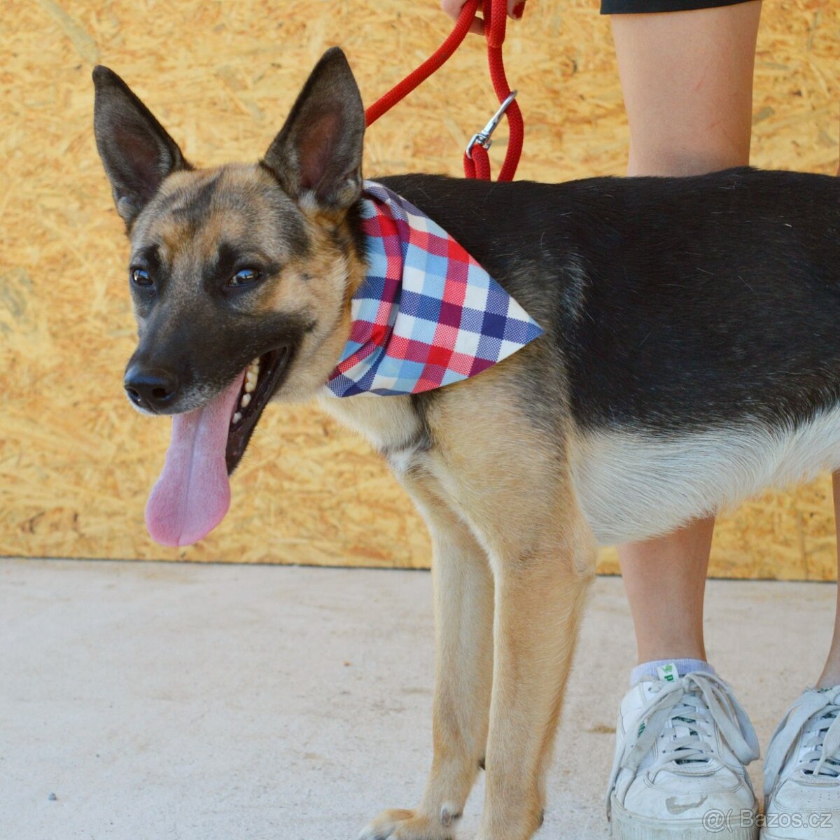 Norton hledá domov - 11