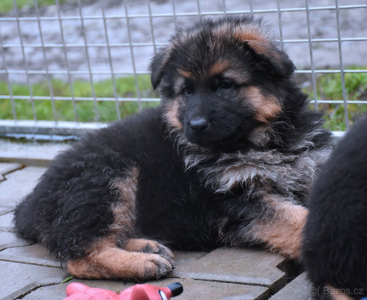 Německý Ovčák - štěňata - 11