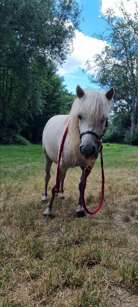 3 lety valach minihorse - 11
