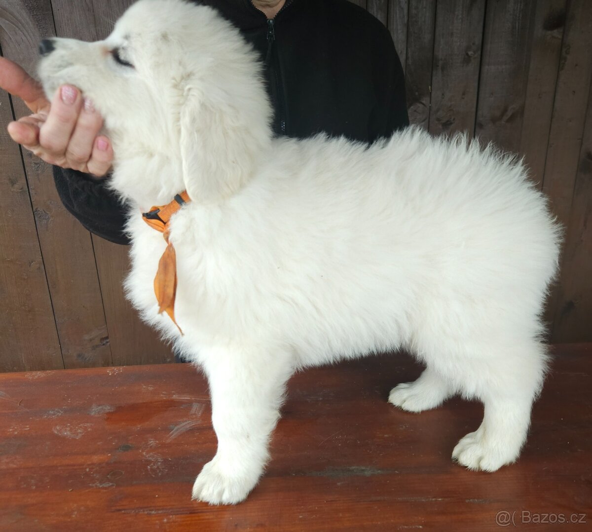 Slovenský čuvač - 11