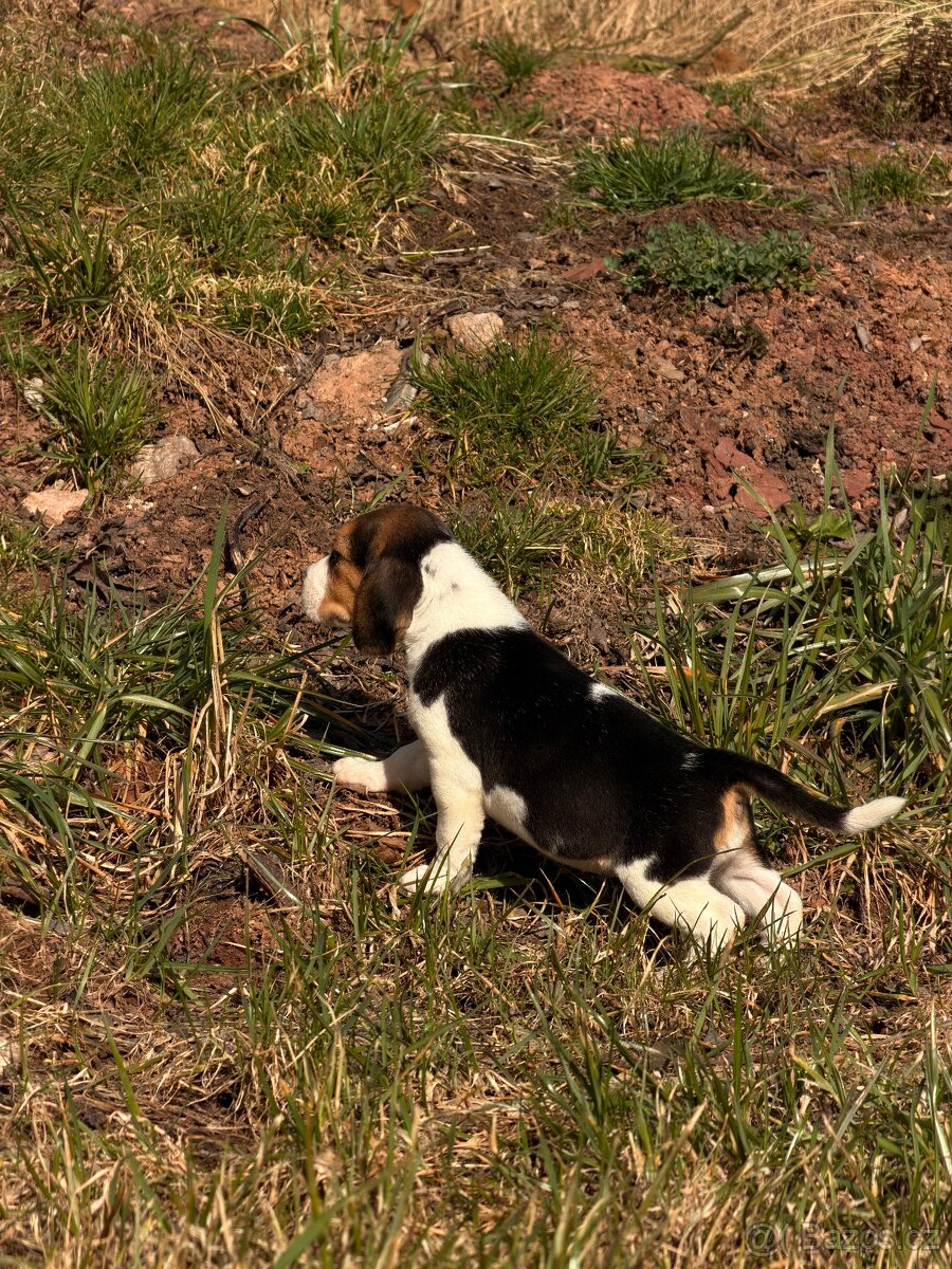 Bígl trikolor - štěňátka - 11