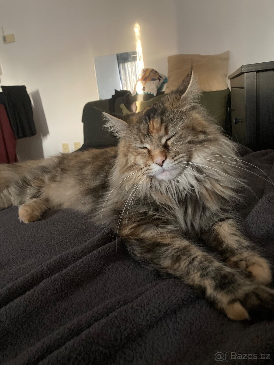 Mainská mývalí bez PP - 11