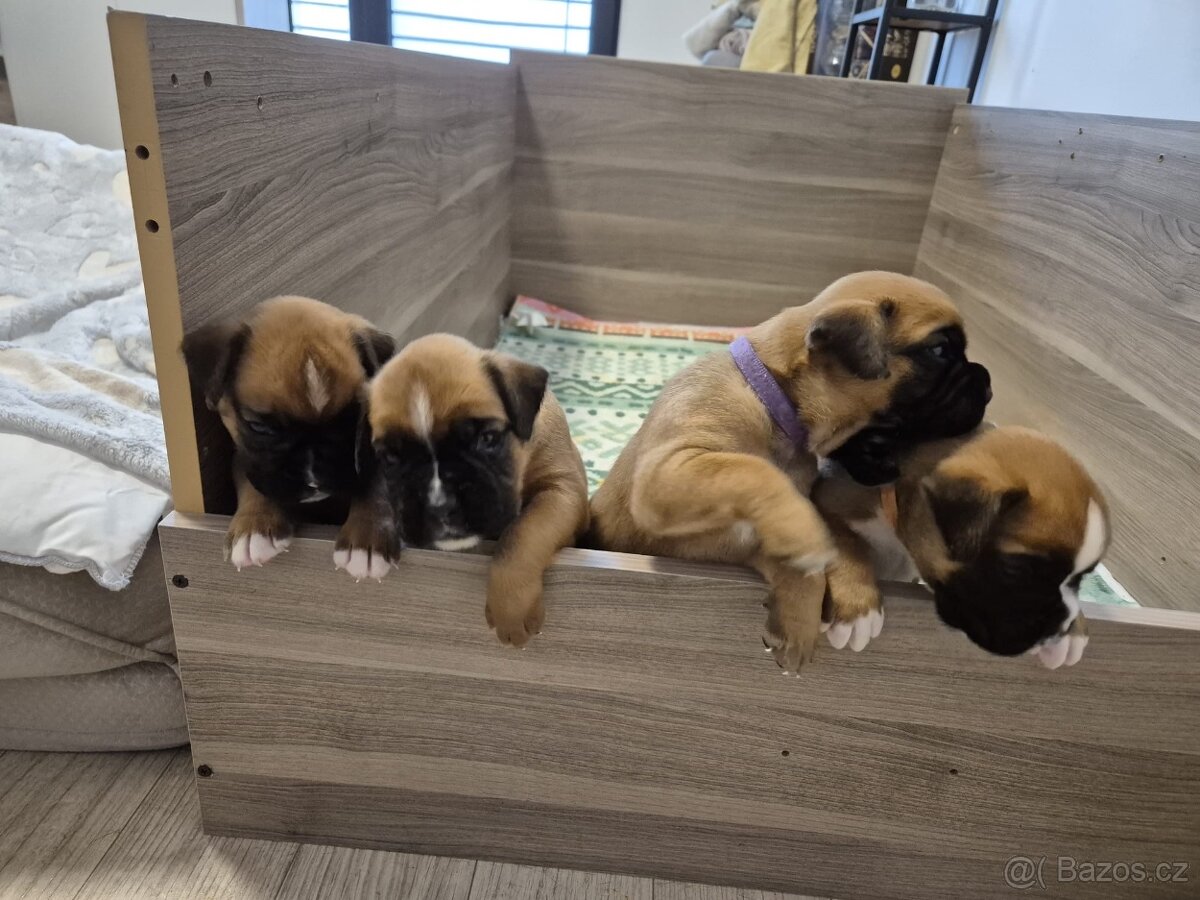 NĚMECKÝ BOXER ŠTĚŇATA narozená 31.10.2025 - 11