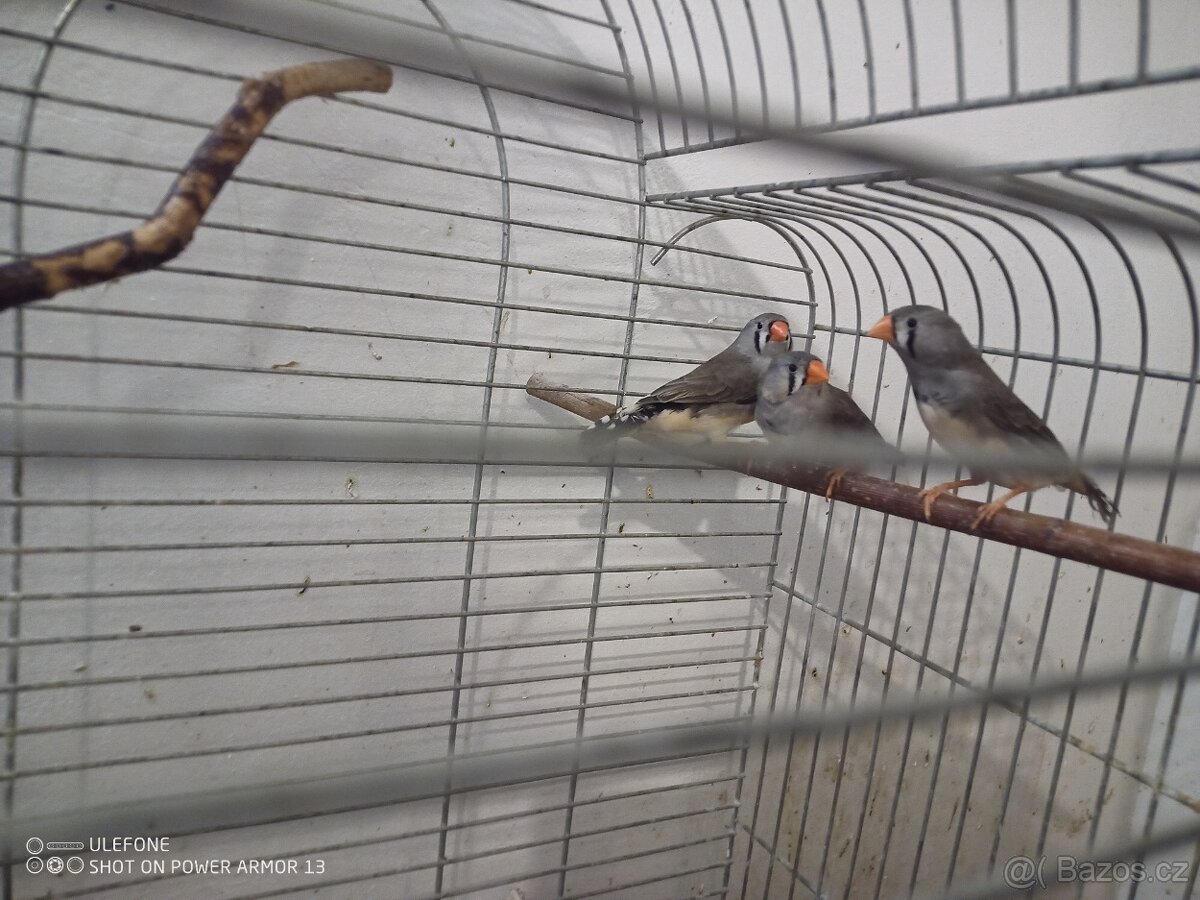 Zebricky, ryzovniky, krepelky. - 11