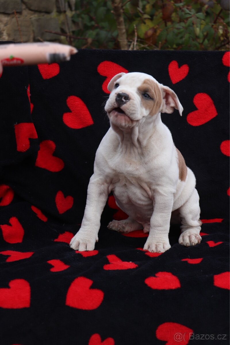 Americký stafordšírský teriér s PP pejsek SPIRIT - 11